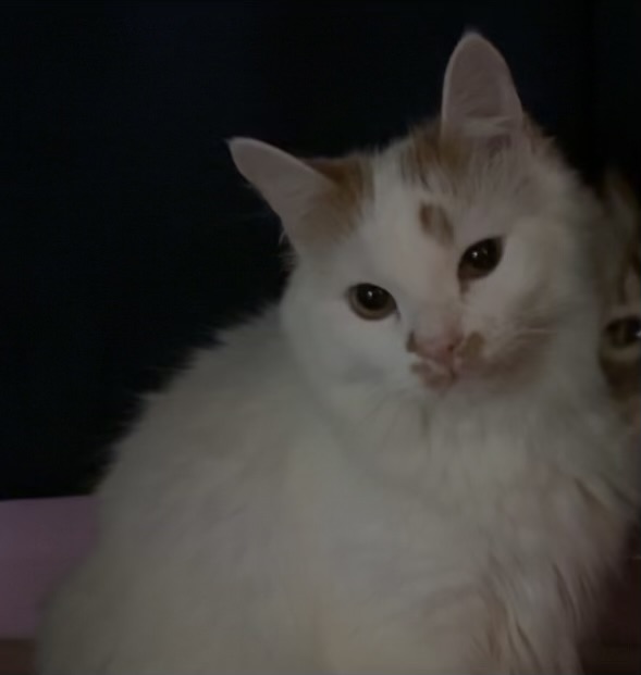 lost cat named Casper (Original name was Lupin)